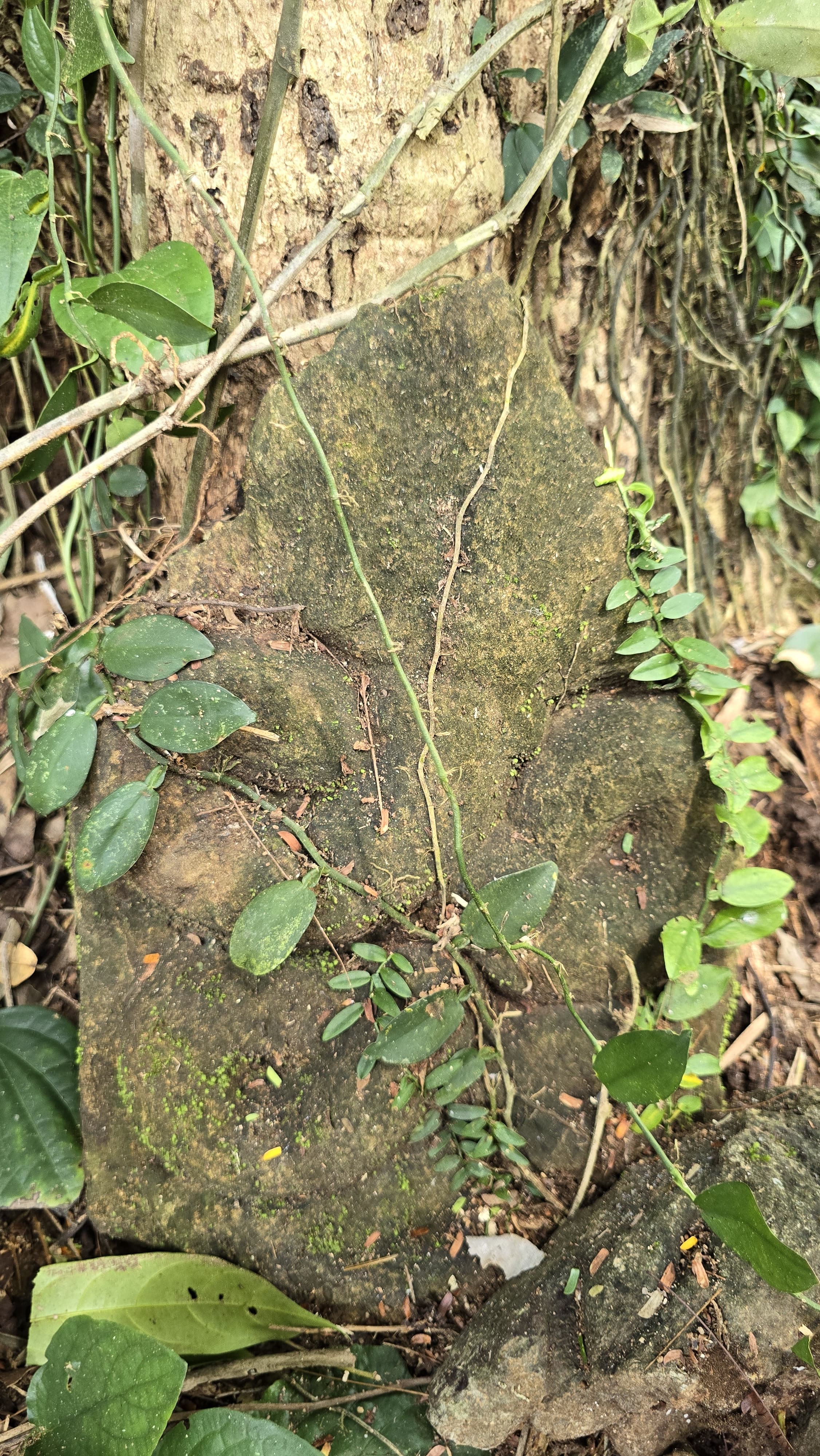 ದೇವಸ್ಥಾನ ದೃಶ್ಯ 8